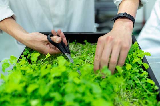 Home horticulrurist cutting plant